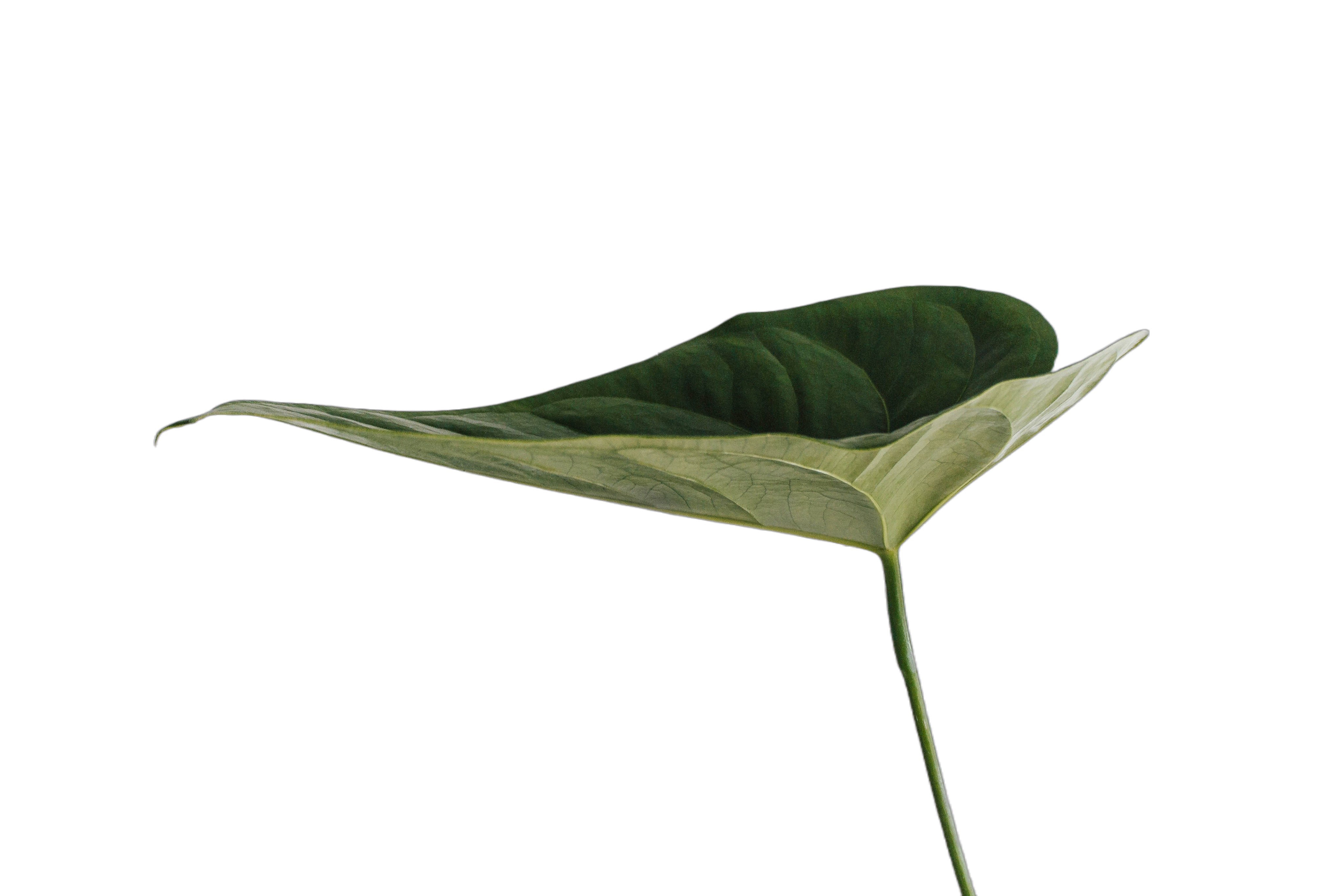 Header - Greenmission - Leaf